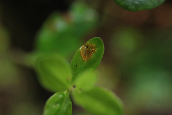 Myrtle rust finds its way into the Waitākere Ranges (1)