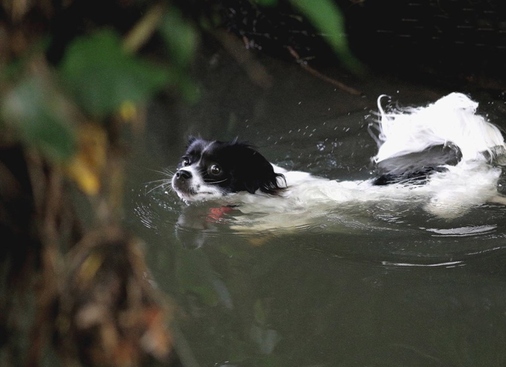 6. When Pat met Suzie - Suzie swimming.jpg