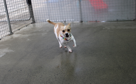 Takapō (ON HOLD) tile image