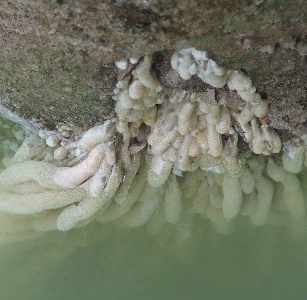 Eudistoma sea squirt.jpg