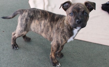 Secretariat tile image