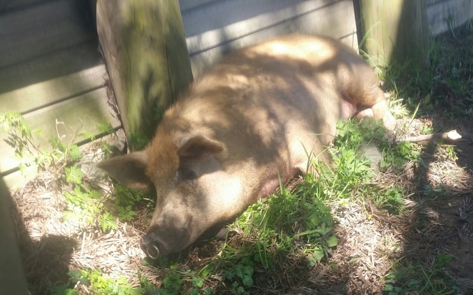 Update on Auckland's road hog