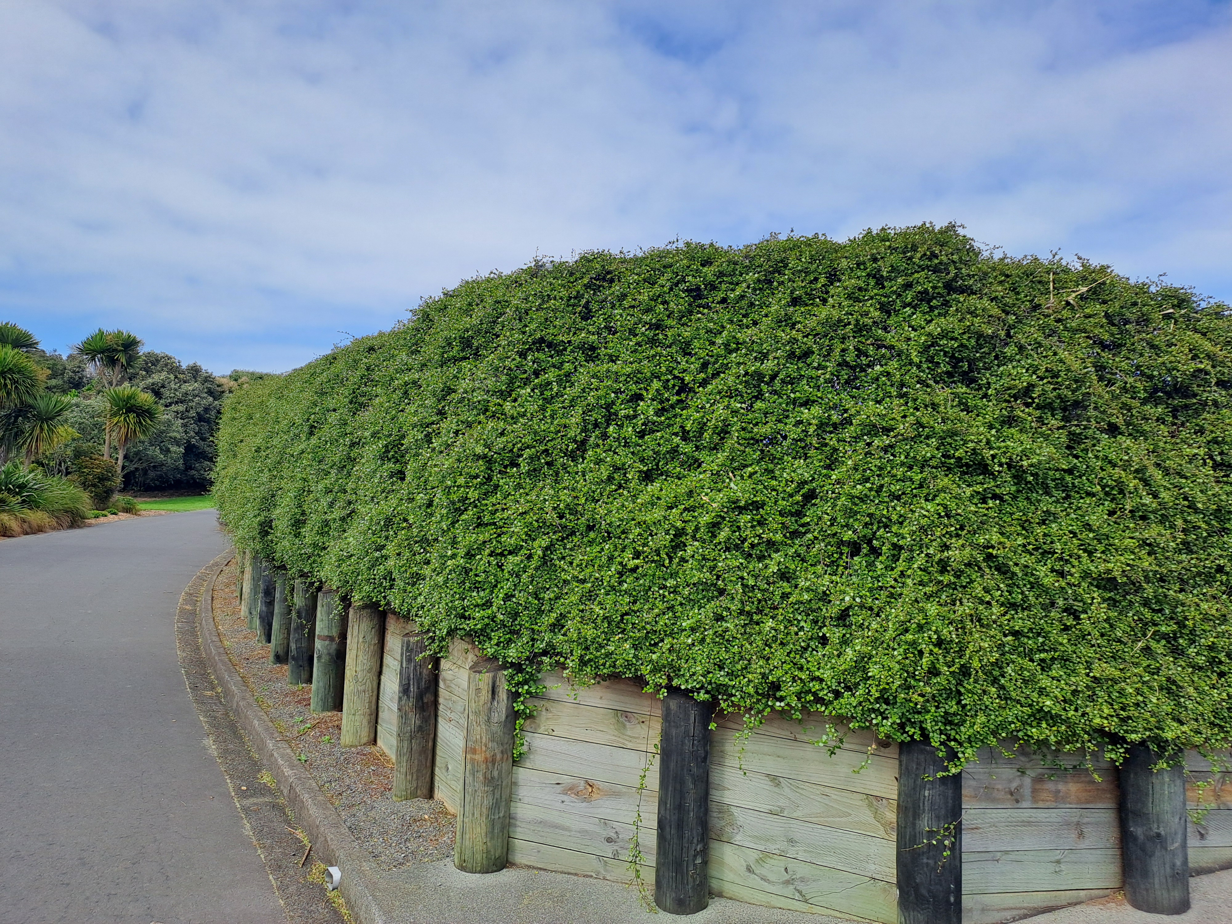 will eventually cover the Hill Road boundary fence.Muehlenbeckia complexa - that's scrub pohuehue or even small-leaved pohuehue to most of us,