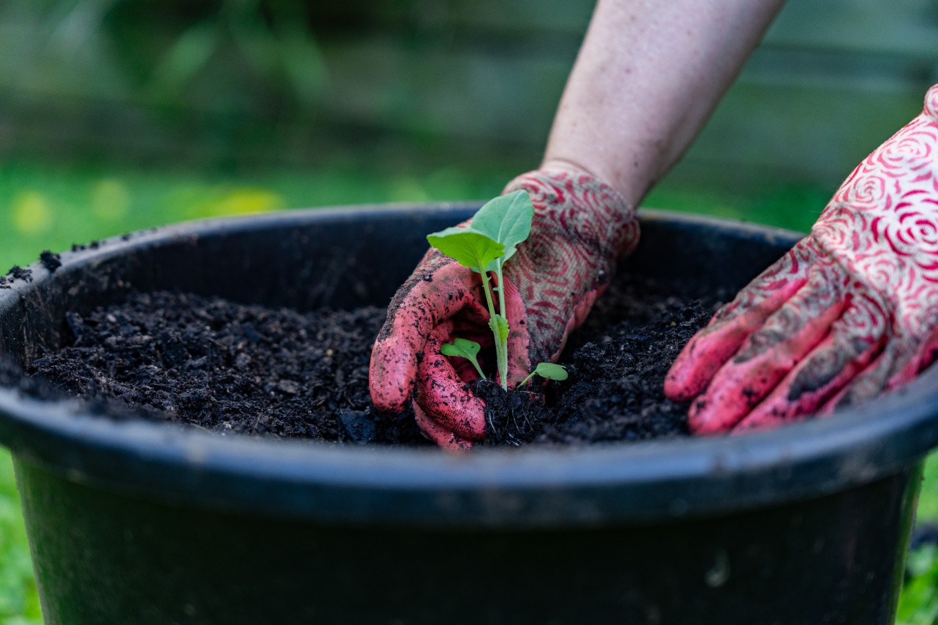 A person potting their plant. 