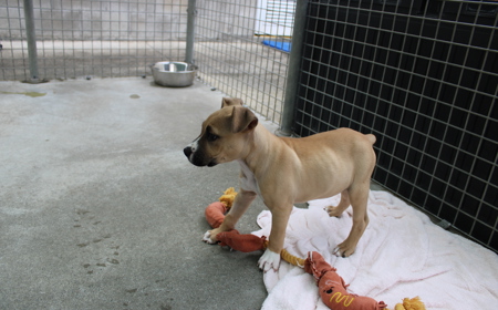 Wonder Woman tile image