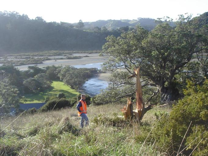 Developer sentenced to jail for “brutal” damage to protected native trees