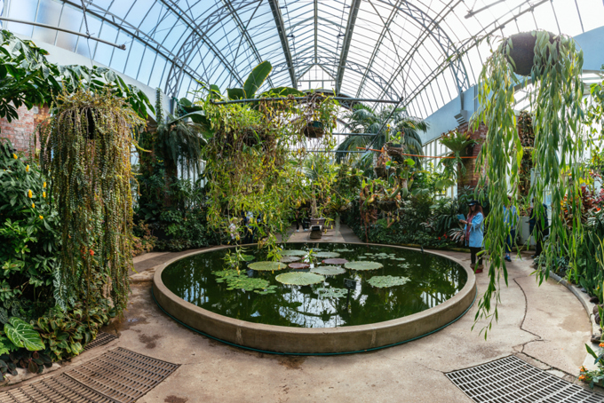 Gardening tips from Auckland’s Wintergardens team (1)