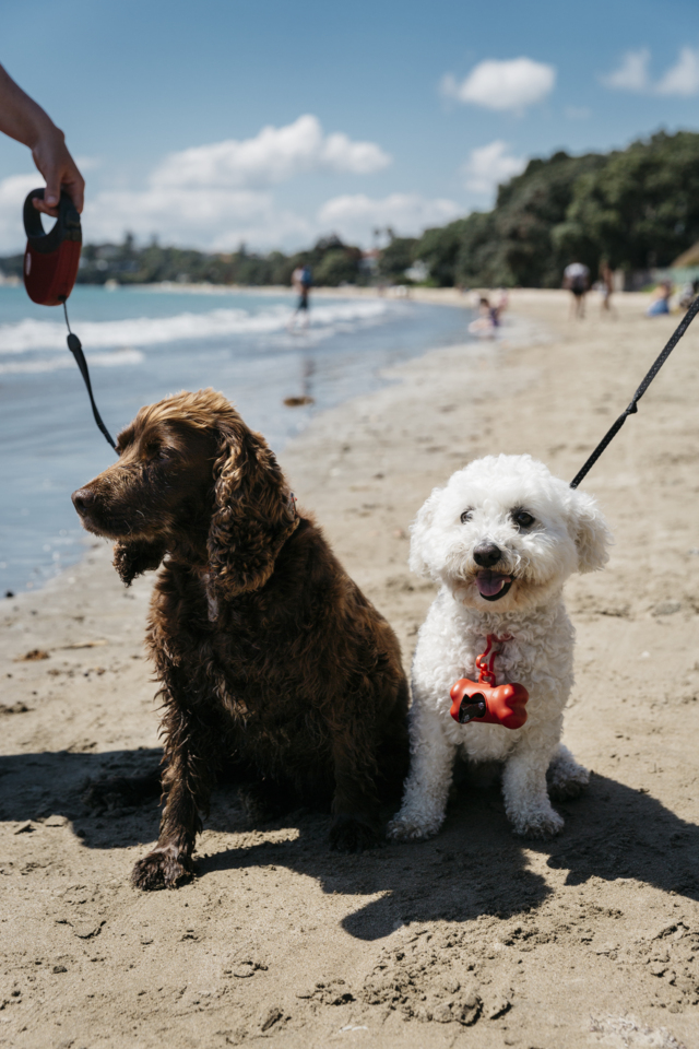 best leash for beach