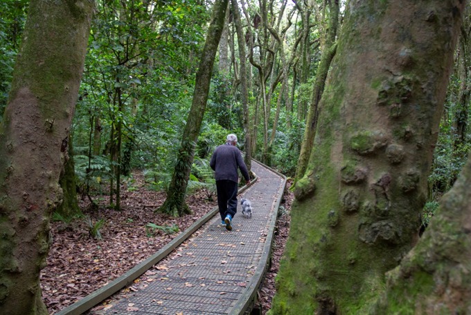Kirks Bush track upgrades to prevent kauri dieback spread