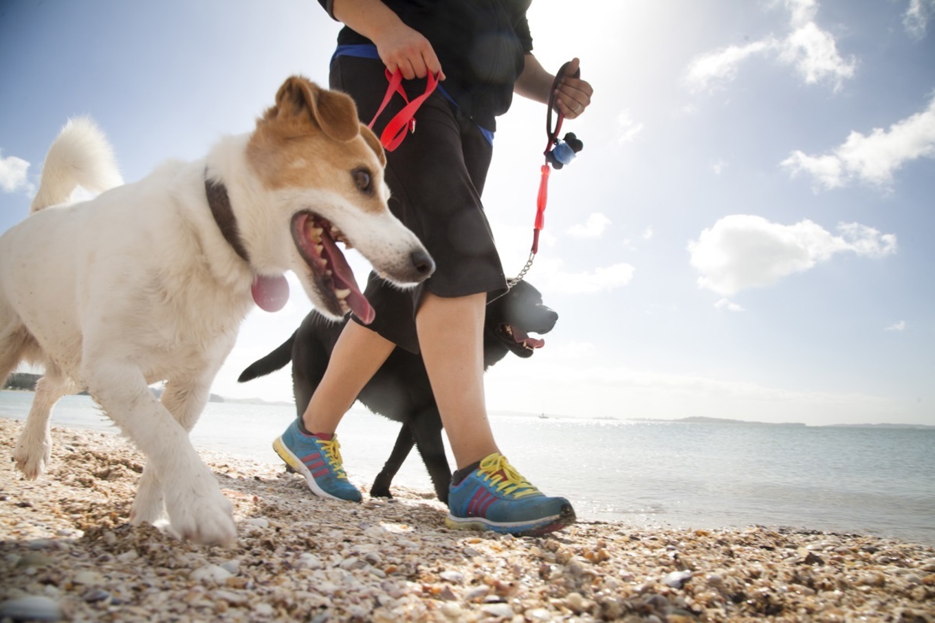 Last week to have your say on Auckland’s dog rules OurAuckland