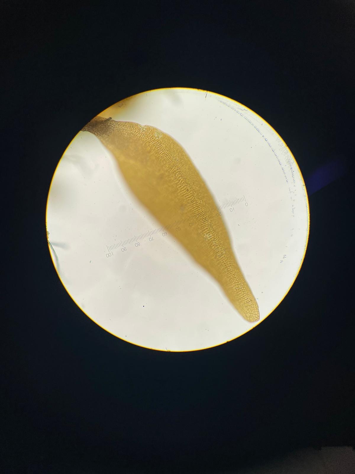 A microscope being used to analyse seaweed. 