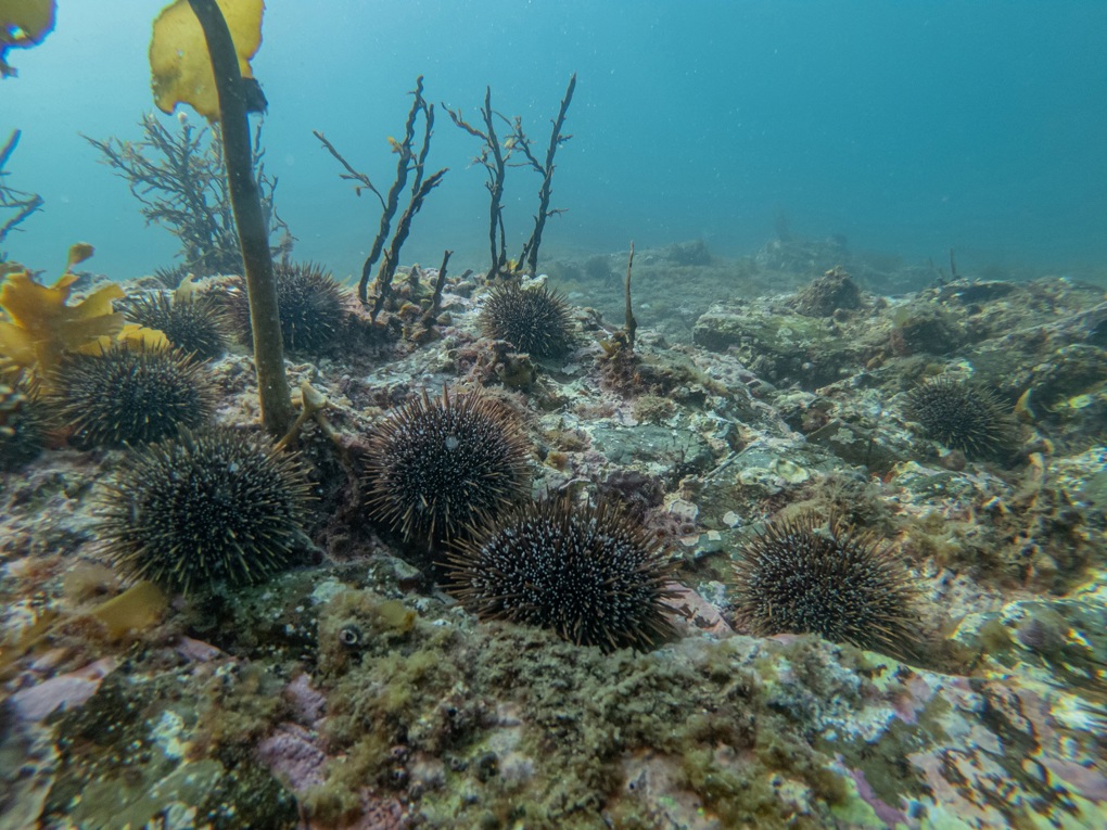 Government’s ‘Revitalising the Gulf’ plan a welcome first step