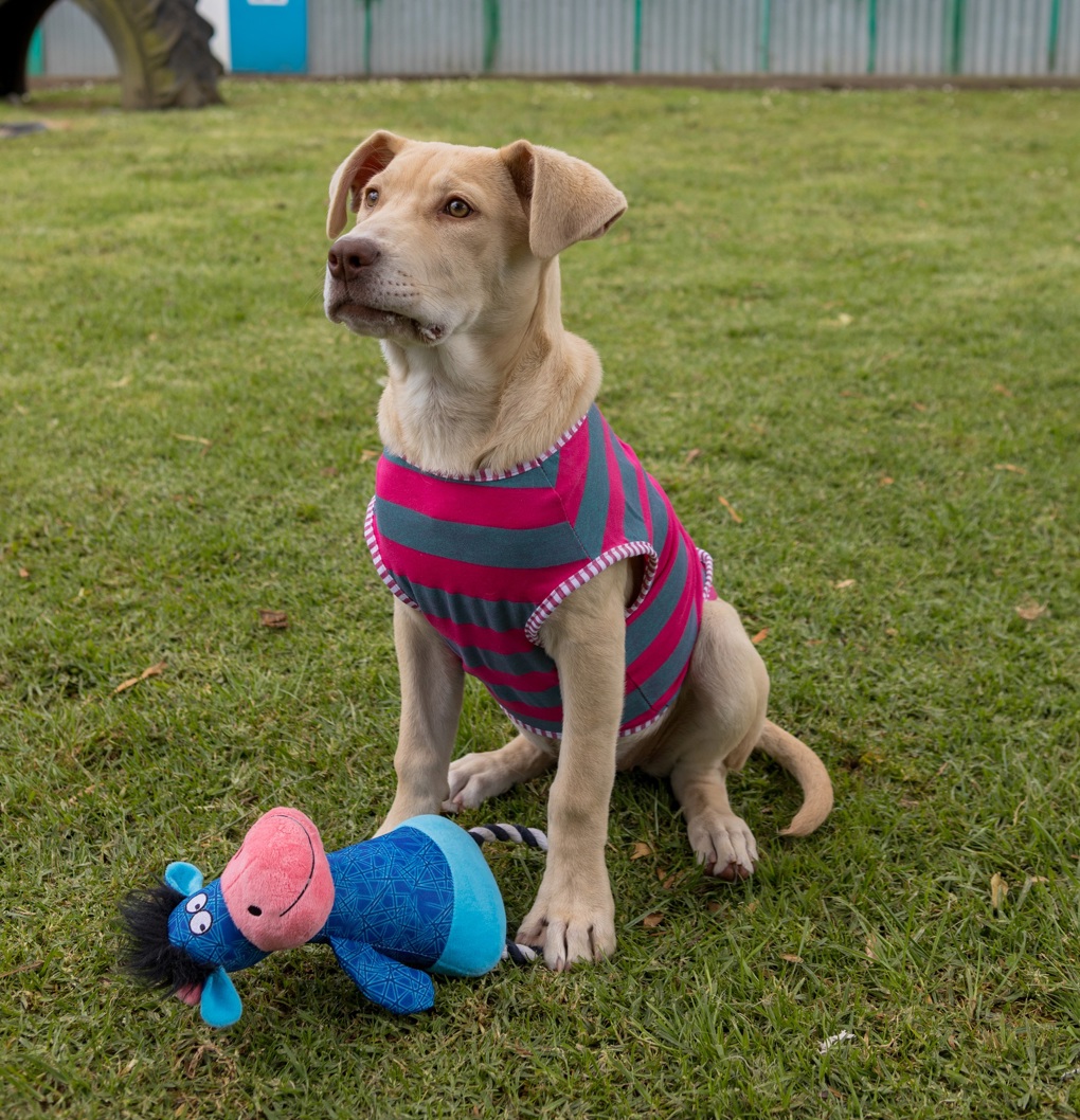 Animal management  image 3.JPG