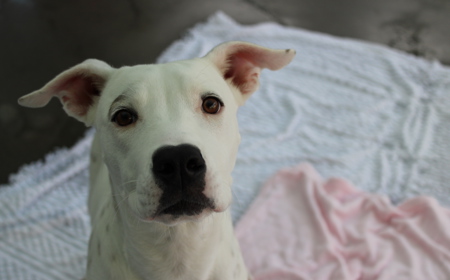 Corriedale tile image