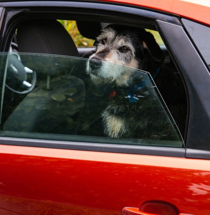 How to spend the holidays with our furry friends (2)