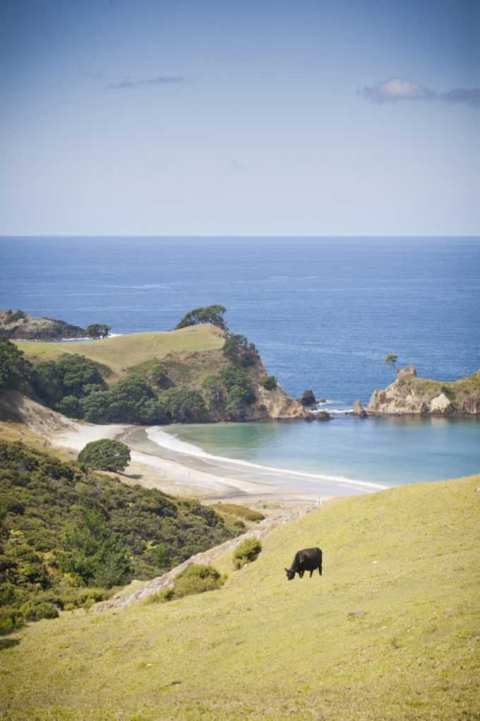 Explainer Auckland Council’s livestock management and farming