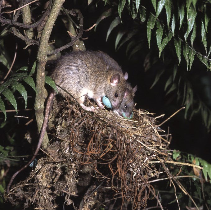 Rat attacks a birds nest