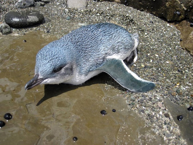 Leigh’s little blue penguin project recognised