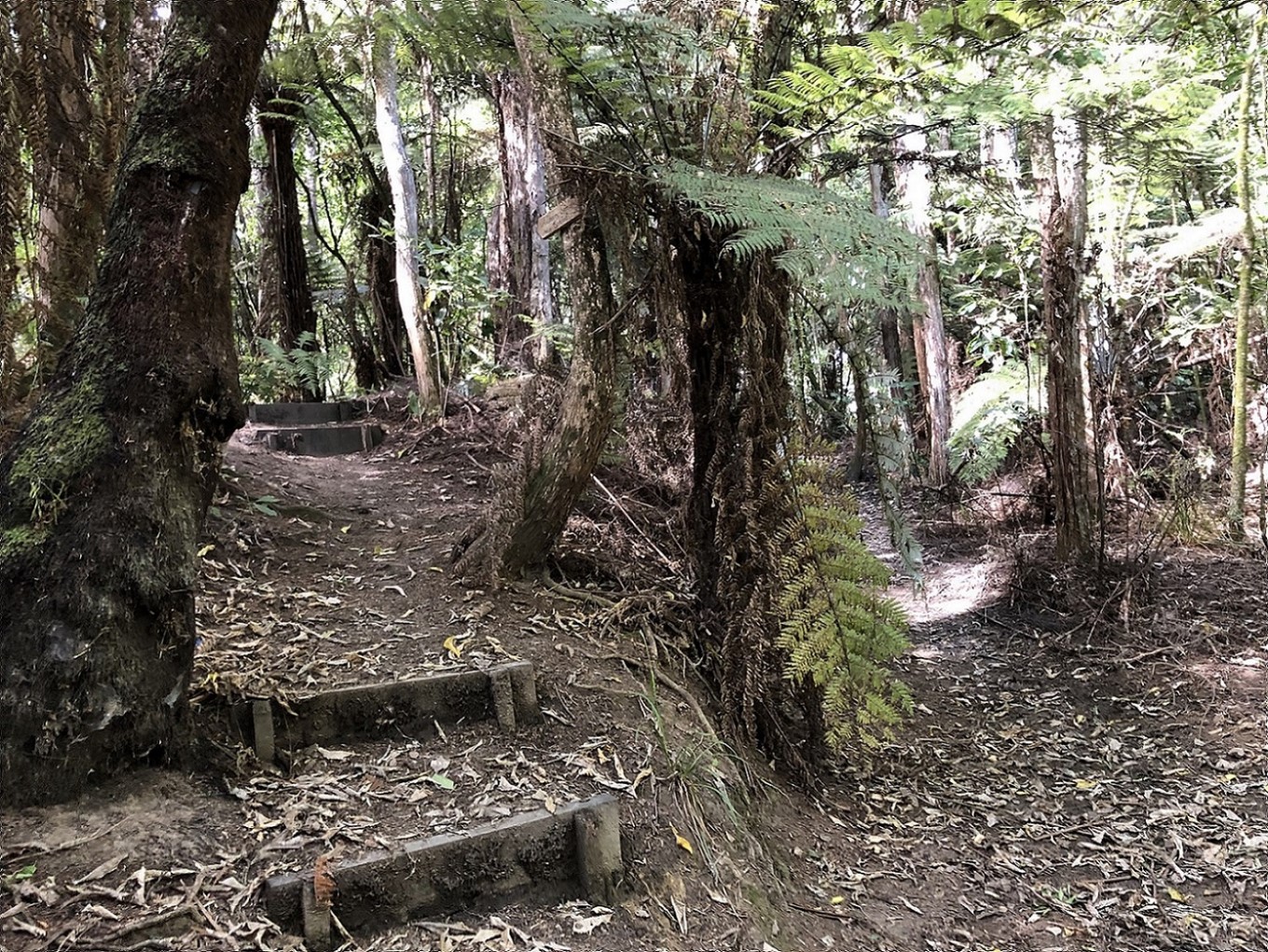 Looking up towards 2 old wooden steps in native bush in Auckland