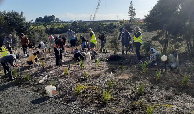 Ecological projects get a boost in Upper Harbour