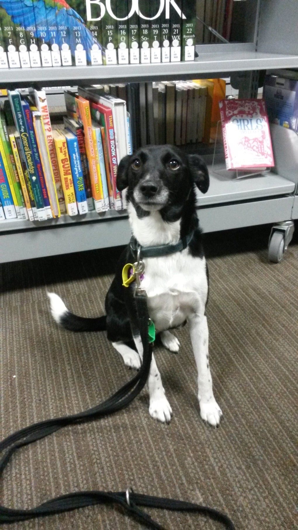 Reading to Dogs 5