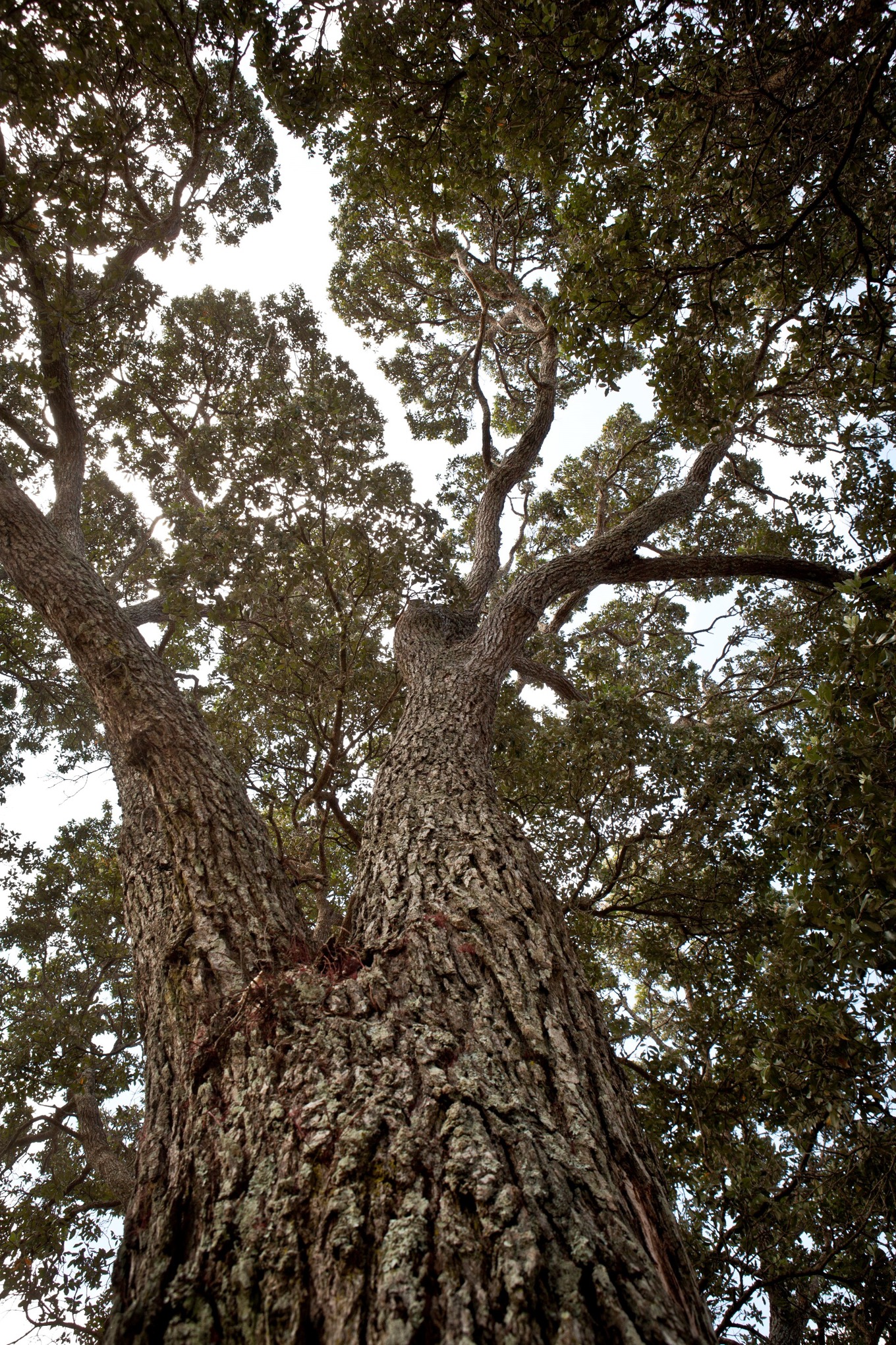 6000 trees protected in the Unitary Plan OurAuckland
