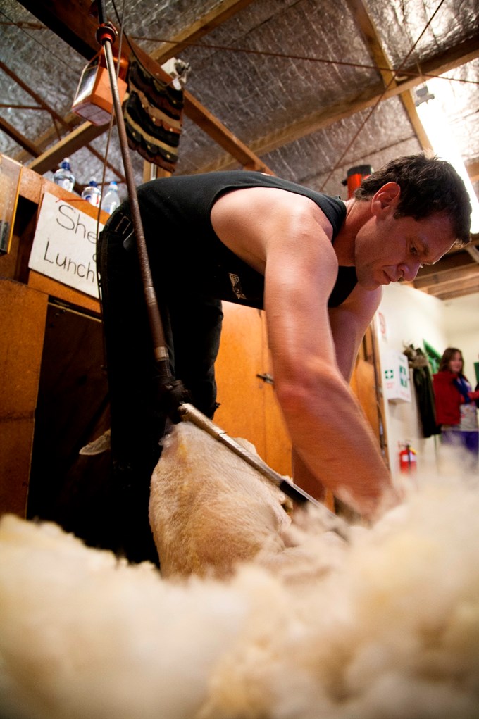 The story of Ambury Farm Day: Shearing the sheep