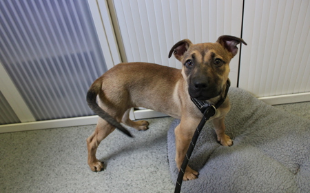 Dassie (ADOPTED) tile image