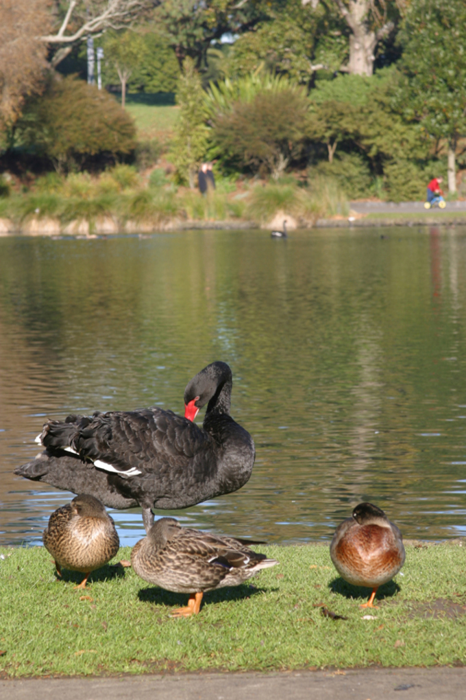 Help us fight Avian Botulism