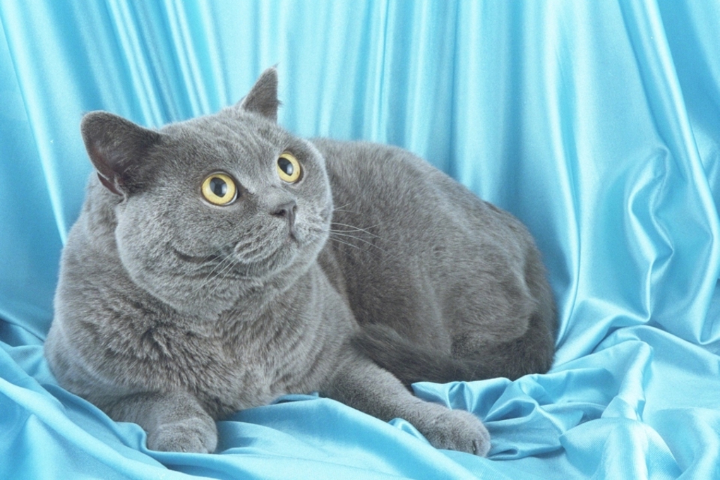Cat in Manurewa