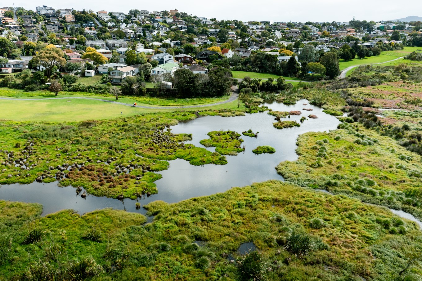 Waiatarua Reserve in Remuera is Auckland's biggest wetland restoration project. The constructed wetland helps filter stormwater.