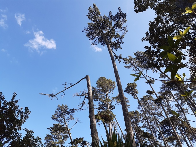 Regeneration works underway at Western Springs