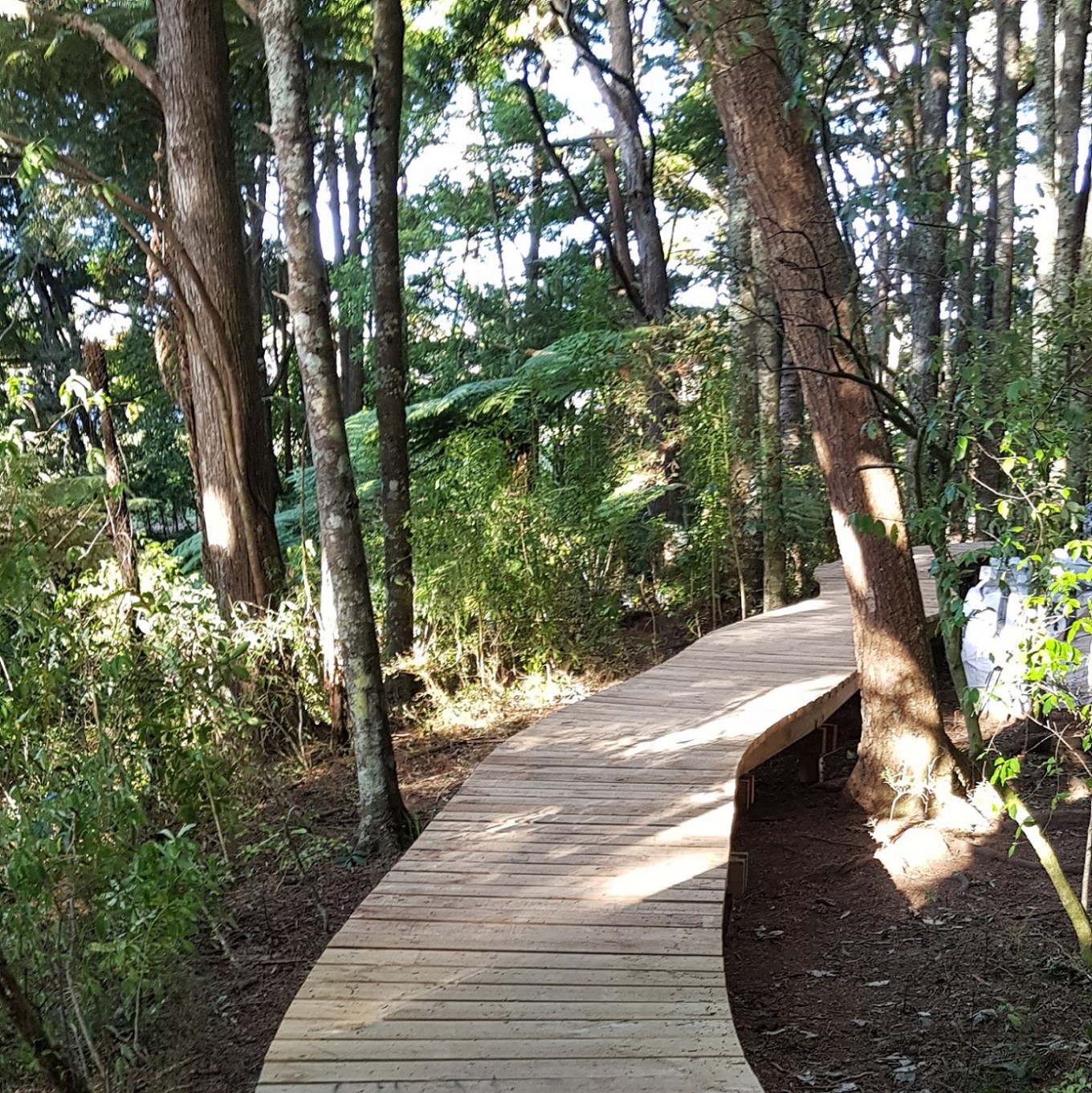 Treelined wooden boardwalk  in Auckland's Ferndale Escarpment