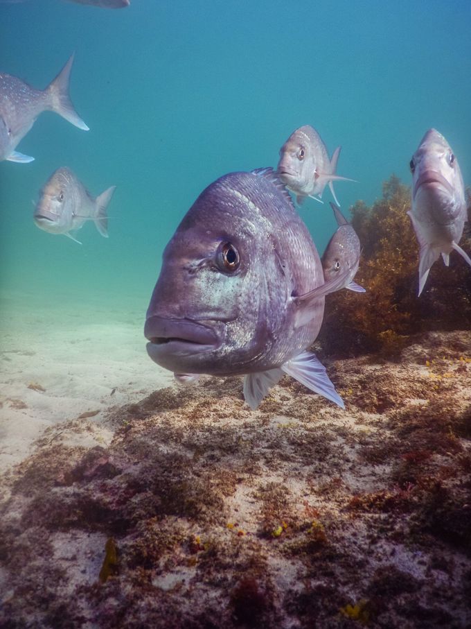 Snapper in the Gulf