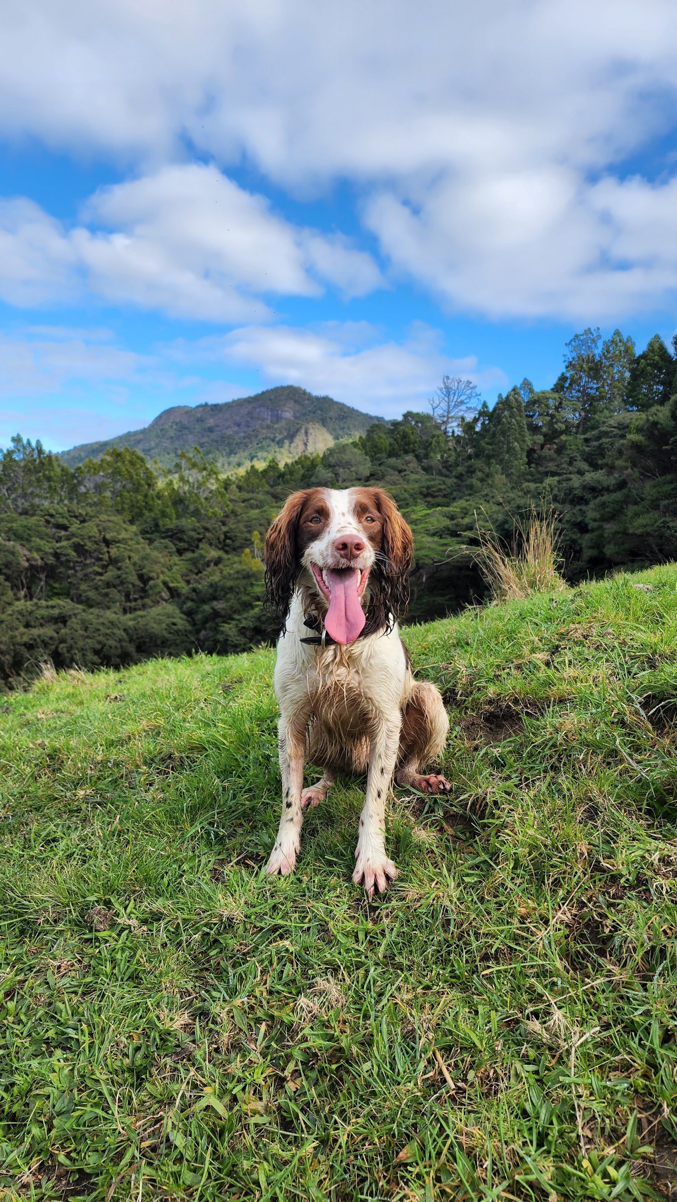 Marty, Auckland Council's newest kauri dieback detector dog