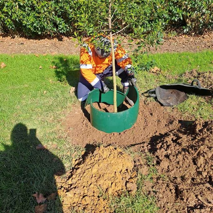 A plant being potted in the soil