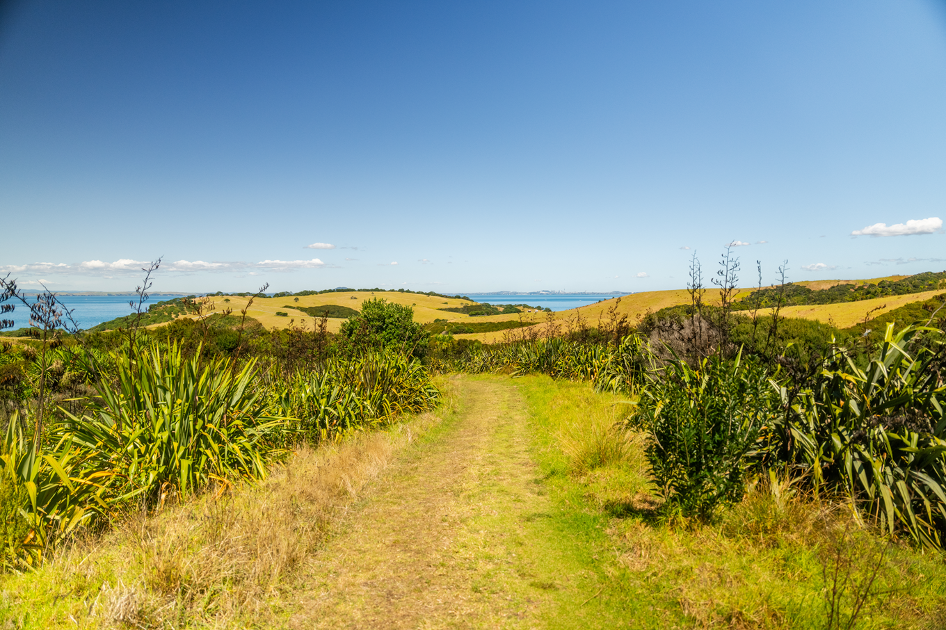 A grassy area at Shakespear Regional Park.