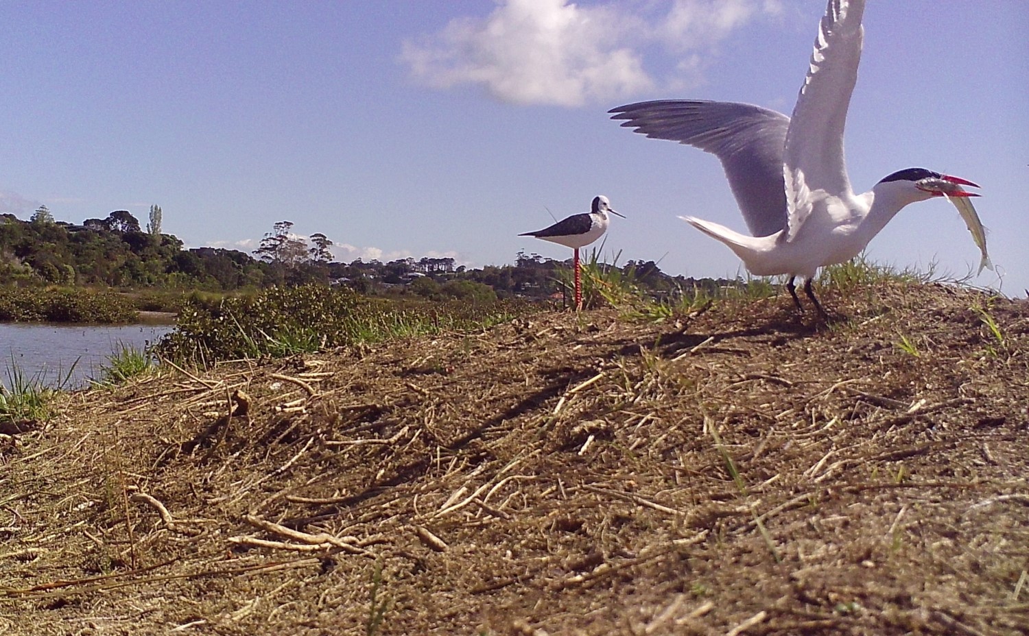 Caspian tern on the restored roost, next to the 3D printed decoy.