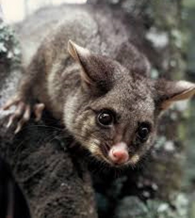 5 tips for trapping possums