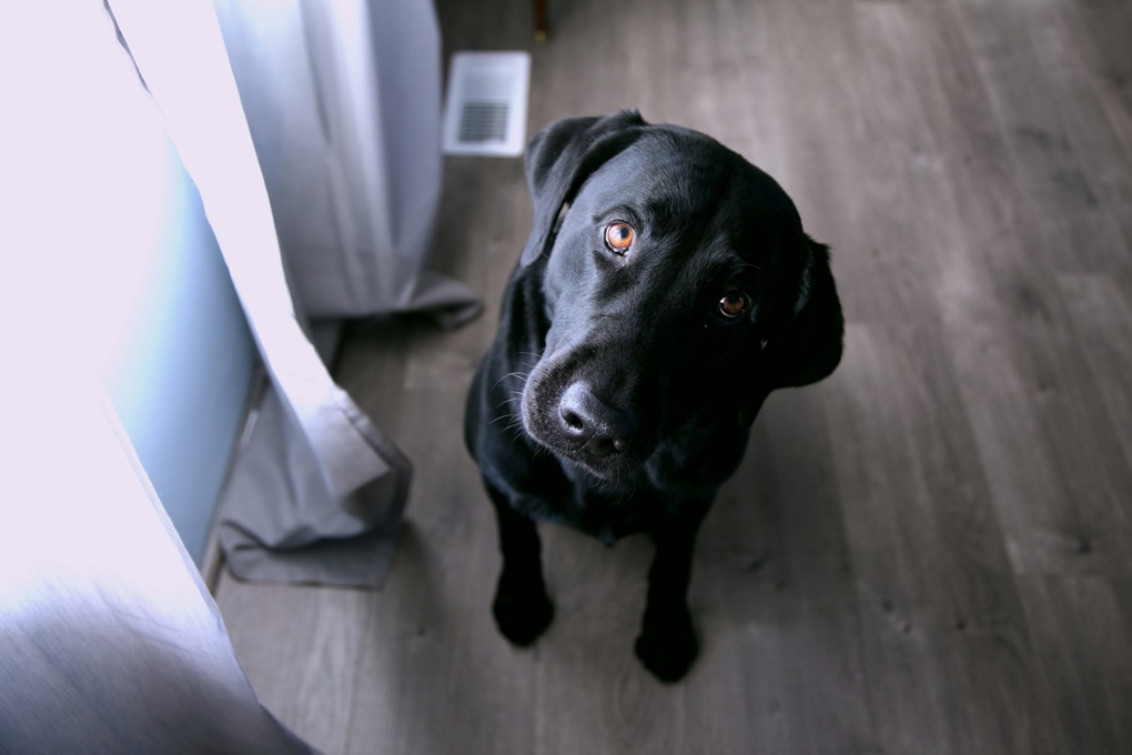 Drop in dog attacks and barking complaints in Auckland