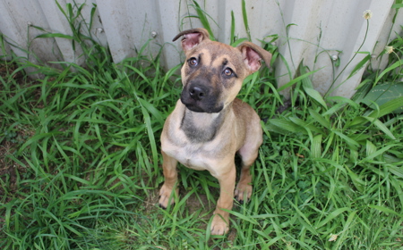 Dassie (ADOPTED) tile image