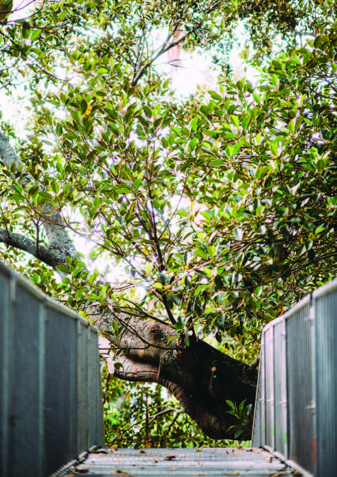Project offers unique bird’s eye view of Albert Park