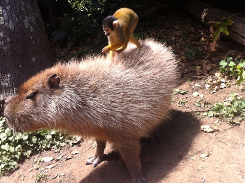 Cheeky monkey hitches a ride - OurAuckland