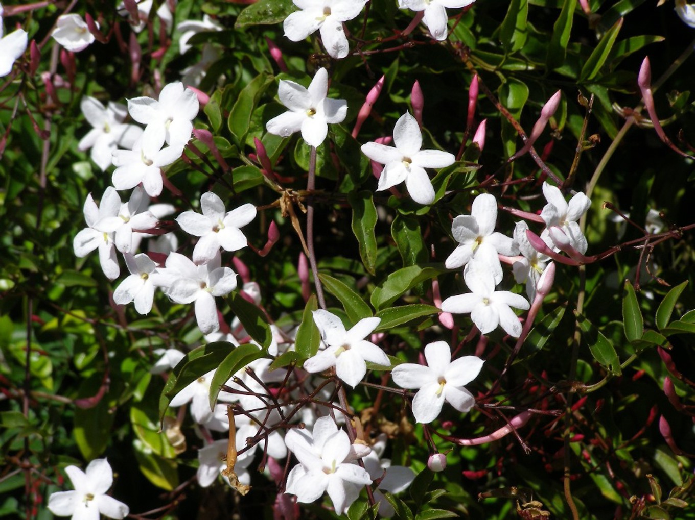 Join the war on weeds Jasmine OurAuckland