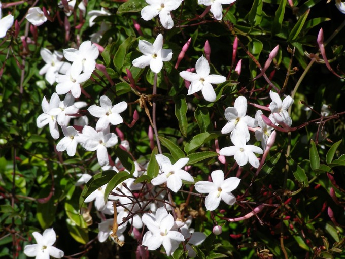 Join the war on weeds: Jasmine