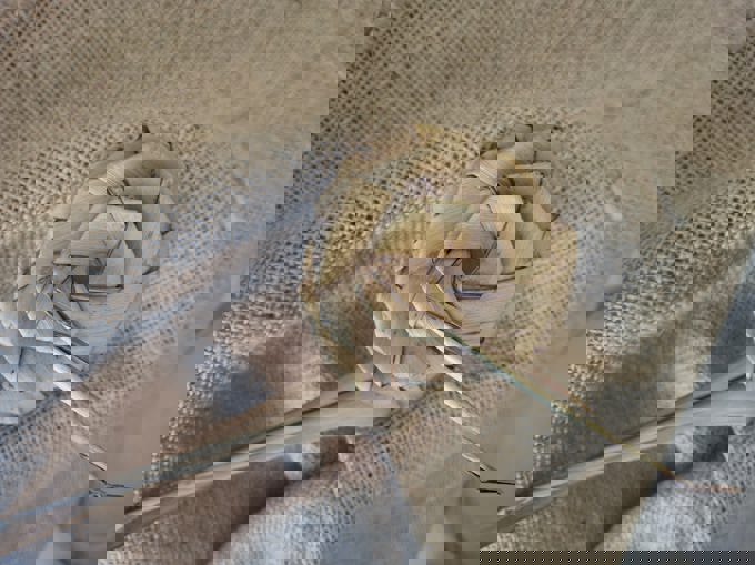 putiputi flower-min_wjj54qgx.jpg