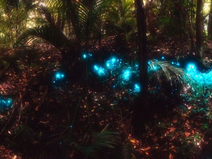 Titiwai-glowworms-1200-900-px_1aosme3p.jpg