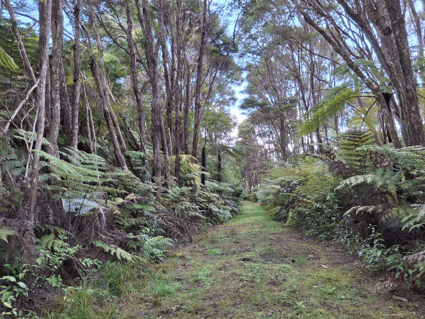 A horse track in the bush. 