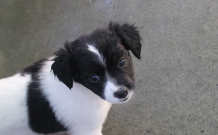 Pikachu (ON HOLD) tile image