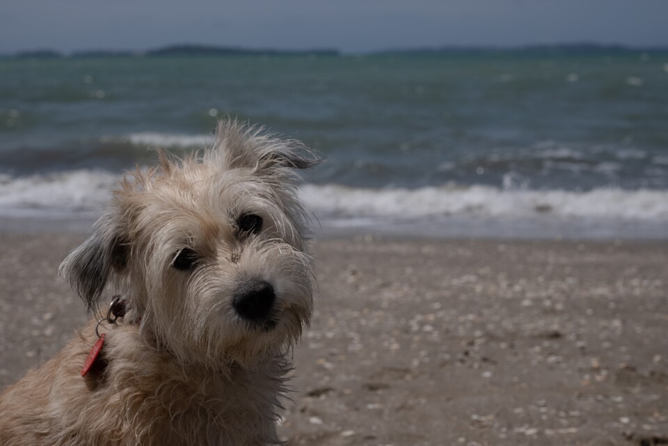 Dog on the beach.